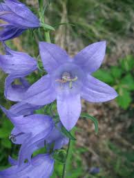 Image result for Campanula rapunculoides