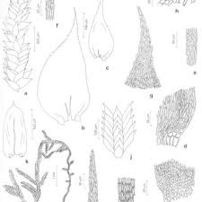 Attēlu rezultāti vaicājumam “Philonotis fontana sporophyte”