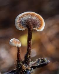 Attēlu rezultāti vaicājumam “Auriscalpium vulgare”