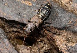 Attēlu rezultāti vaicājumam “Ontholestes murinus”