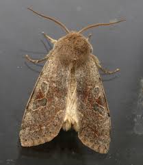 Attēlu rezultāti vaicājumam “Orthosia sp.”