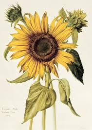 Image result for Helianthus annuus