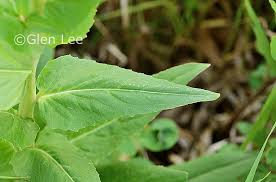 Attēlu rezultāti vaicājumam “Hesperis matronalis leaf”