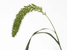 Attēlu rezultāti vaicājumam “Setaria italica”