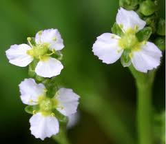 Attēlu rezultāti vaicājumam “Alisma plantago-aquatica flower”