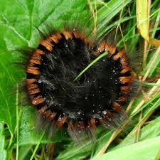 Attēlu rezultāti vaicājumam “Macrothylacia rubi”