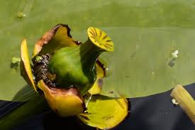 Attēlu rezultāti vaicājumam “Nuphar lutea”