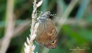 Attēlu rezultāti vaicājumam “Coenonympha pamphilus underside”