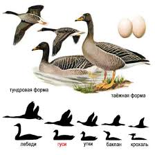 Image result for Anser fabalis