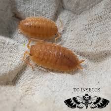 Attēlu rezultāti vaicājumam “Porcellio scaber”