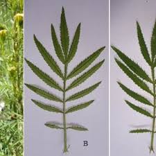 Attēlu rezultāti vaicājumam “Tagetes leaf”