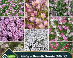 Attēlu rezultāti vaicājumam “Gypsophila fastigiata leaf”