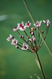 Attēlu rezultāti vaicājumam “Butomus umbellatus bud”