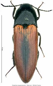 Attēlu rezultāti vaicājumam “Ampedus sanguinolentus”