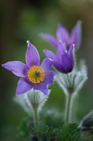 Attēlu rezultāti vaicājumam “Pulsatilla vulgaris flower”