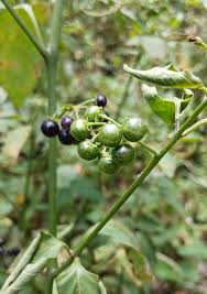 Attēlu rezultāti vaicājumam “Solanum nigrum leaf”