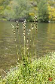 Attēlu rezultāti vaicājumam “Juncus squarrosus fruit”