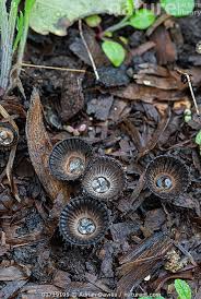 Attēlu rezultāti vaicājumam “Cyathus striatus”