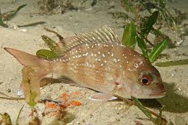 Image result for Pagrus