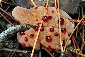 Attēlu rezultāti vaicājumam “Hydnellum ferrugineum”