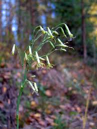 Attēlu rezultāti vaicājumam “Silene chlorantha”