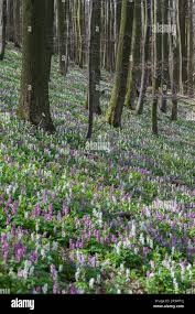 Attēlu rezultāti vaicājumam “Corydalis cava flower”