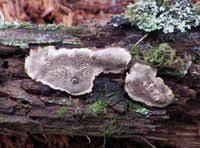 Attēlu rezultāti vaicājumam “Phellinus nigrolimitatus”