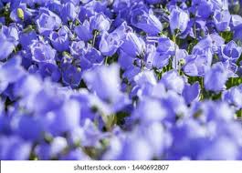 Image result for Campanula formanekiana