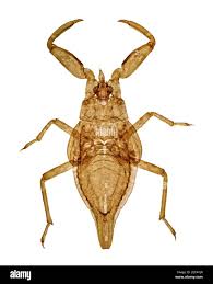 Attēlu rezultāti vaicājumam “Nepa cinerea nymph”