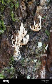 Attēlu rezultāti vaicājumam “Lentaria”