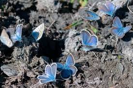 Attēlu rezultāti vaicājumam “Plebejus idas underside”
