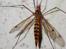 Attēlu rezultāti vaicājumam “Tipulidae female”