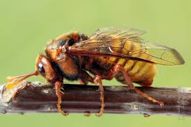 Attēlu rezultāti vaicājumam “Cimbex luteus”