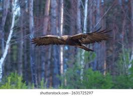 Attēlu rezultāti vaicājumam “Aquila chrysaetos adult”