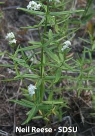 Attēlu rezultāti vaicājumam “Galium boreale leaf”