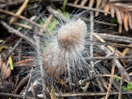 Attēlu rezultāti vaicājumam “Spinellus fusiger”