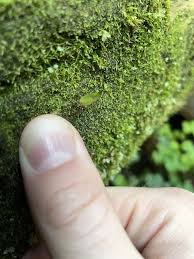 Attēlu rezultāti vaicājumam “Buxbaumia aphylla sporophyte”