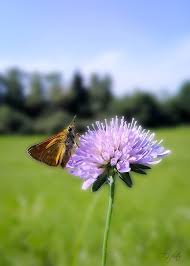 Attēlu rezultāti vaicājumam “Ochlodes sylvanus female”