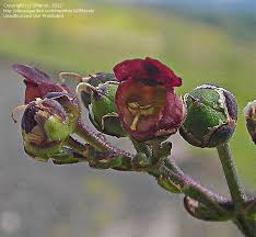 Attēlu rezultāti vaicājumam “Scrophularia umbrosa flower”