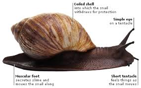 Attēlu rezultāti vaicājumam “Mollusca”