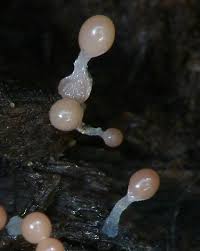 Attēlu rezultāti vaicājumam “Hemitrichia clavata stalked”