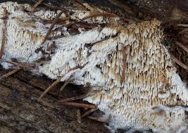 Attēlu rezultāti vaicājumam “Antrodia sinuosa”