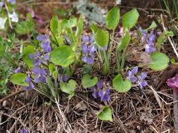 Attēlu rezultāti vaicājumam “Viola collina”