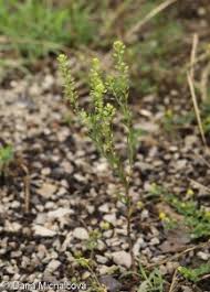Attēlu rezultāti vaicājumam “Lepidium densiflorum”