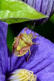 Attēlu rezultāti vaicājumam “Carpocoris purpureipennis”