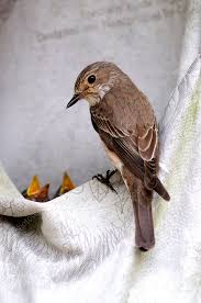 Attēlu rezultāti vaicājumam “Muscicapa striata adult”