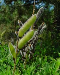 Attēlu rezultāti vaicājumam “Lupinus polyphyllus fruit”