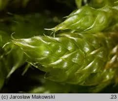 Attēlu rezultāti vaicājumam “Hypnum cupressiforme var. lacunosum sporophyte”