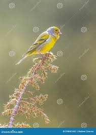 Image result for Carduelis citrinella