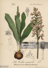 Attēlu rezultāti vaicājumam “Orchis mascula leaf”